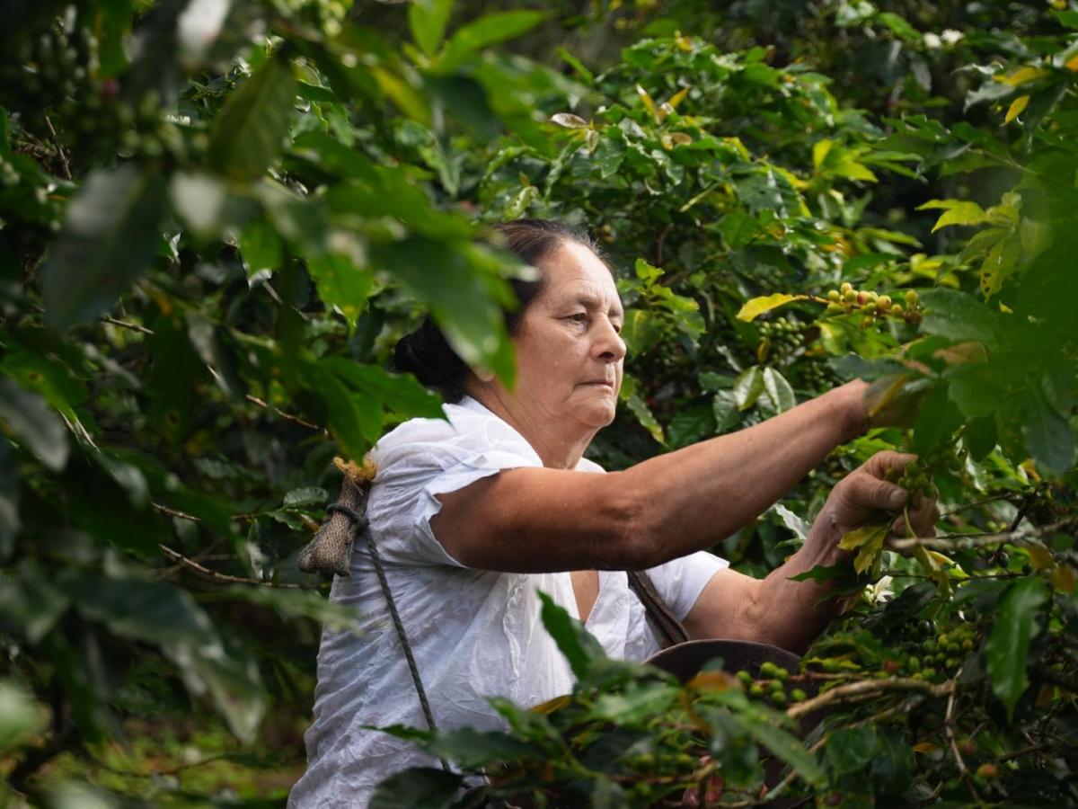 En 2025 Colombia tuvo récord en áreas sembradas y abastecimiento de alimentos