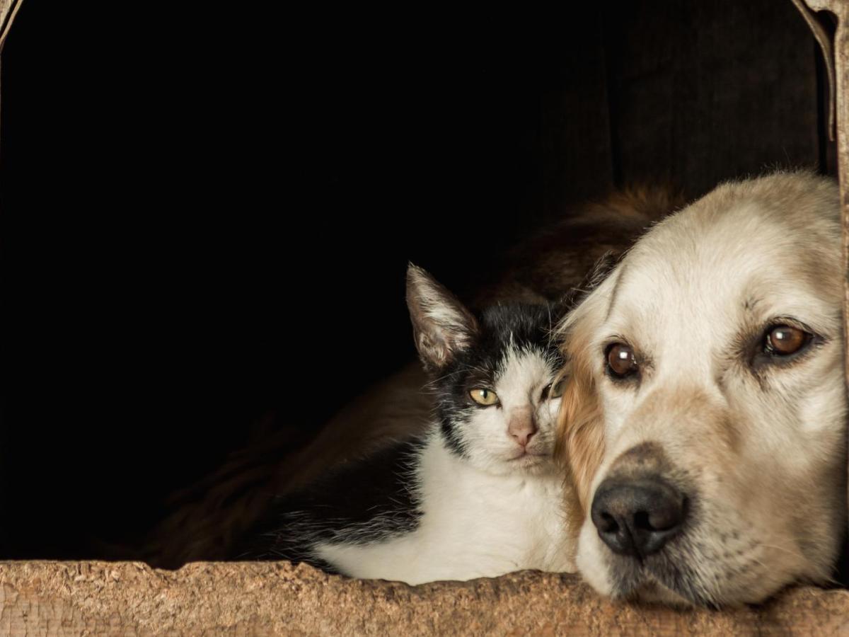 En el Día de la Esterilización Animal  una acción urgente frente al abandono de perros y gatos en Colombia