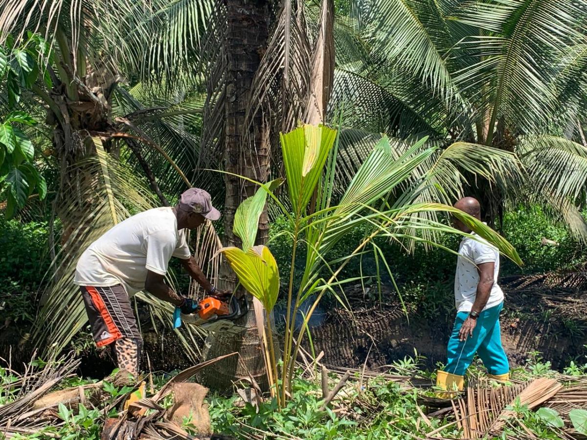 Enfermedades del coco en la costa pacífica