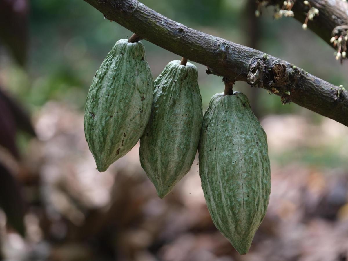 Caquetá: Comunidad Arhuaca aconseja a productores de cacao