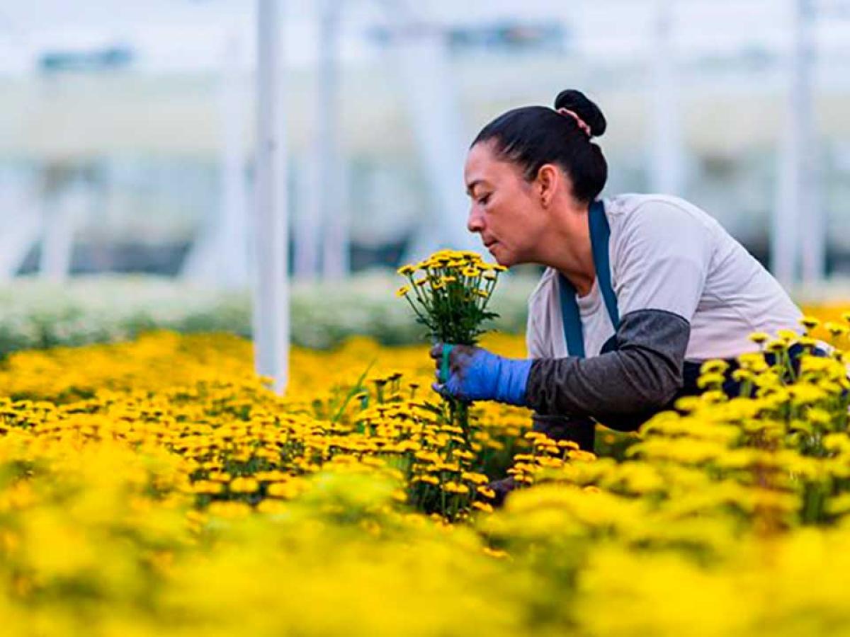 Exportación de flores en Colombia creció en San Valentín 2026