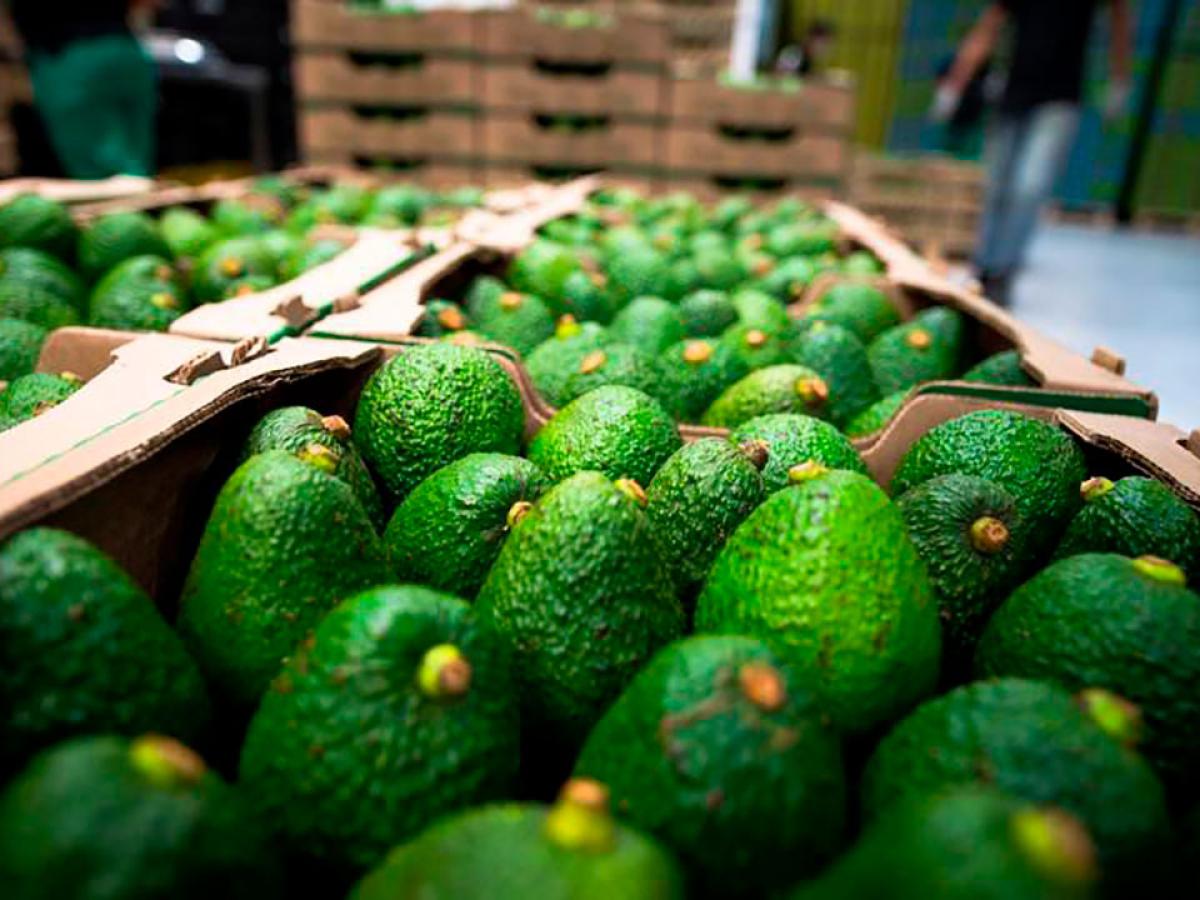 Exportaciones de aguacate hass 2025