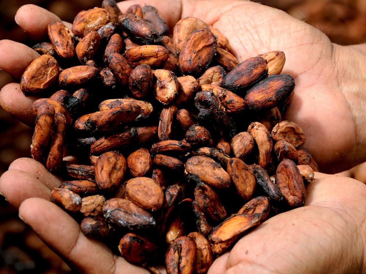 Exportaciones de cacao aumentaron 103,7%