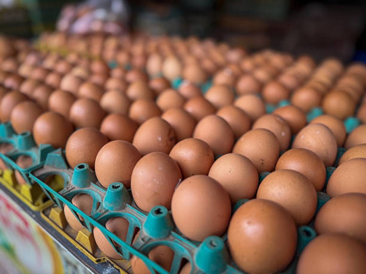 Exportación de pollo y huevos colombianos: llegan a Asia, Europa, Centroamérica y Medio Oriente