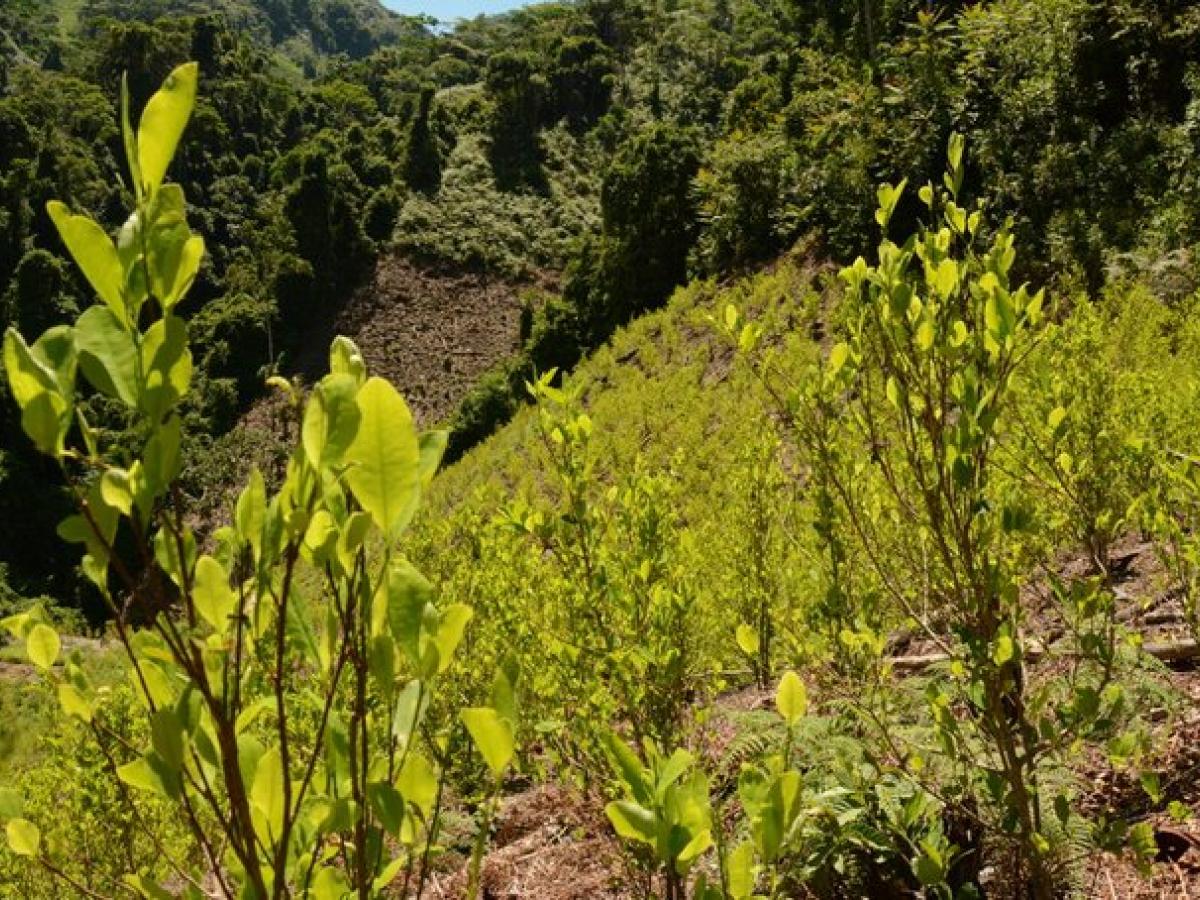 Ministerio de Defensa reporta disminución de cultivos ilícitos