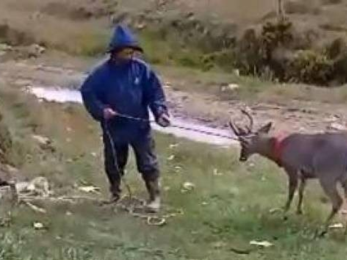 Venado como mascota en páramo en Santander: ¿qué está pasando?