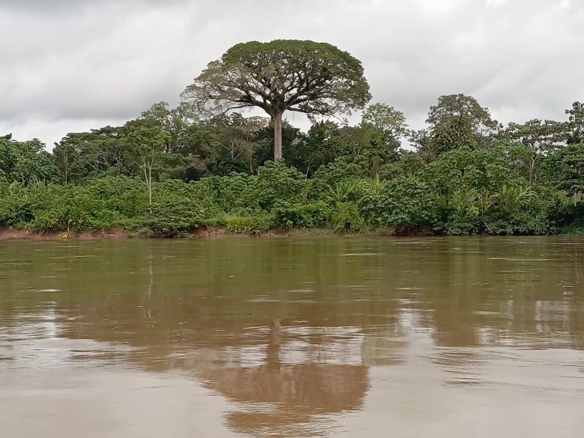 Promueven campaña para salvar la Amazonía