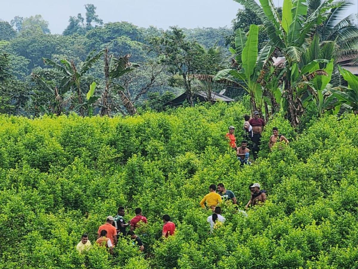 Tumaco: comunidad utilizada contra operación militar