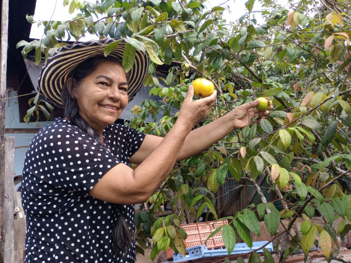 Frutos de paz en Putumayo, Tolima y Norte de Santander: una mirada al campo