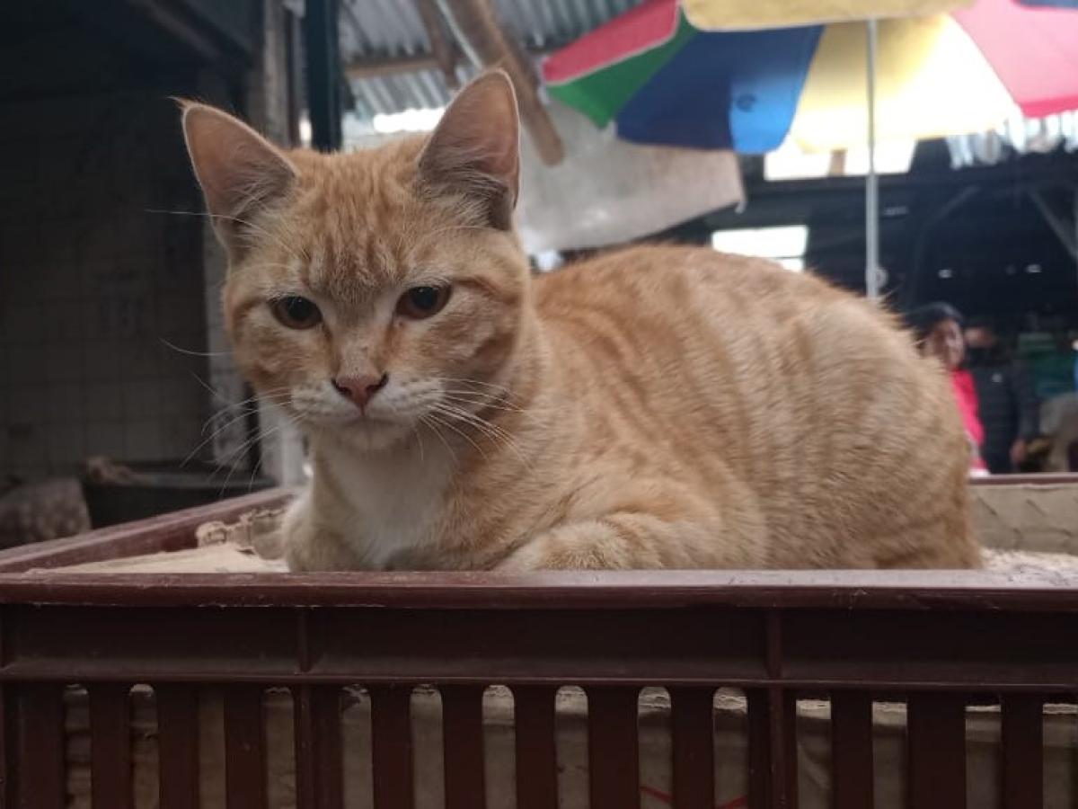 Gatos y sus sorprendentes beneficios emocionales en las familias de Tumaco 