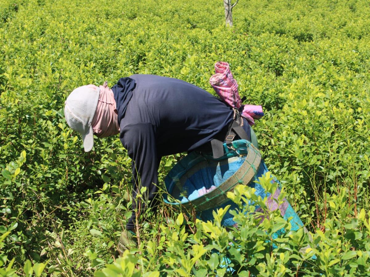 Erradicación de coca: historia José Bedoya 