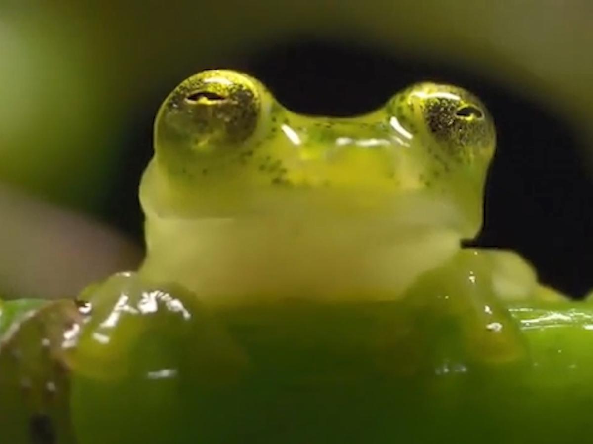 Rana Cristal, nueva rana descubierta en Tolima