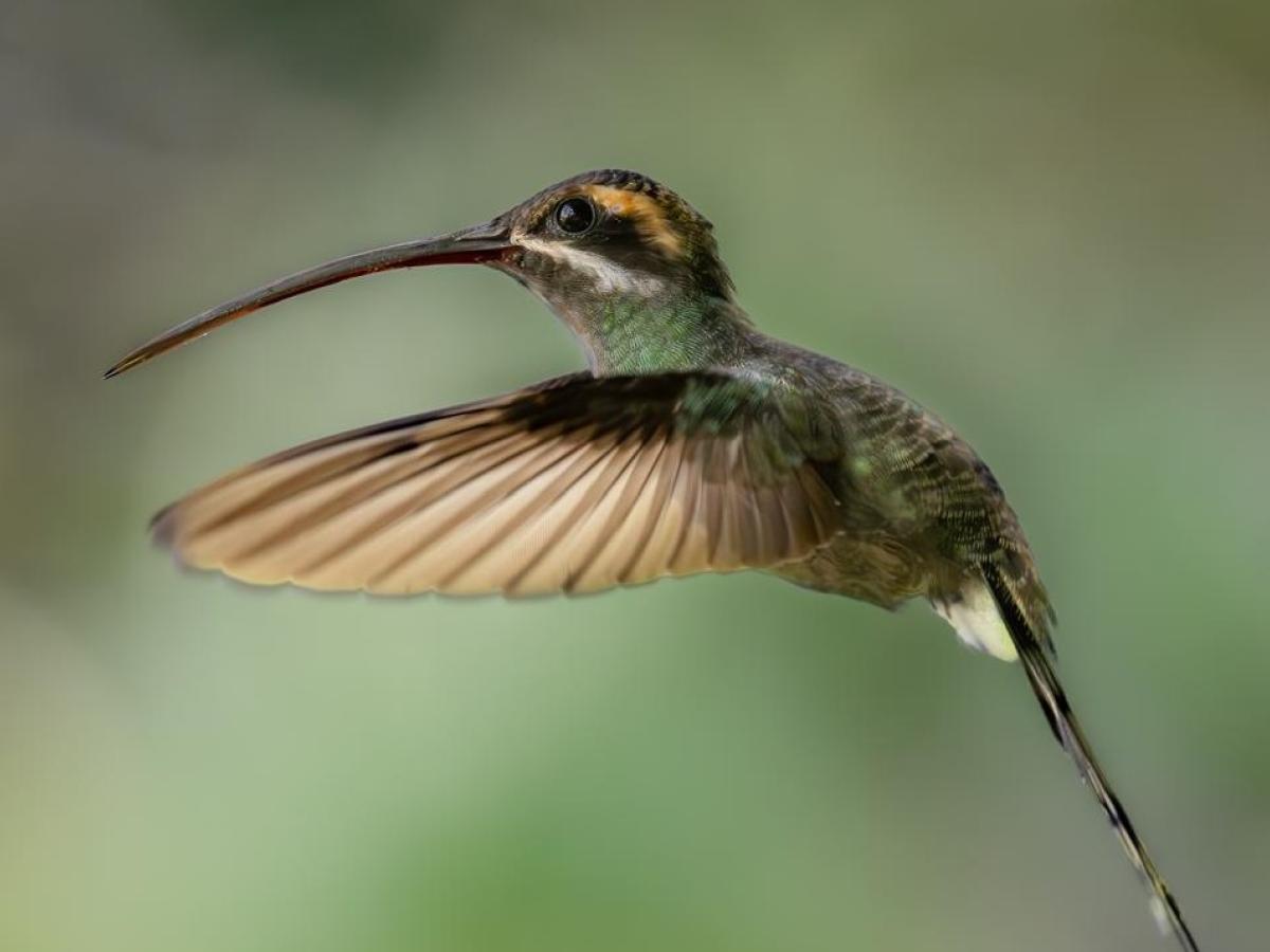 Ricaurte: Ecoturismo en Nariño con tucanes y colibríes