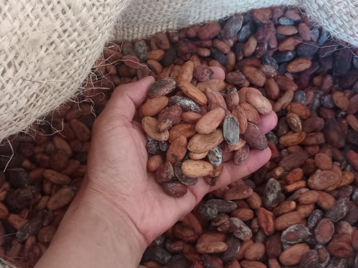 Cacao Tumaco y Catatumbo, símbolo de paz