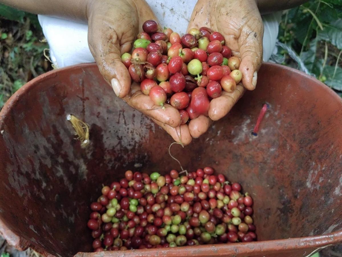 Festival del Café en  Conejo, La Guajira, fechas 2024