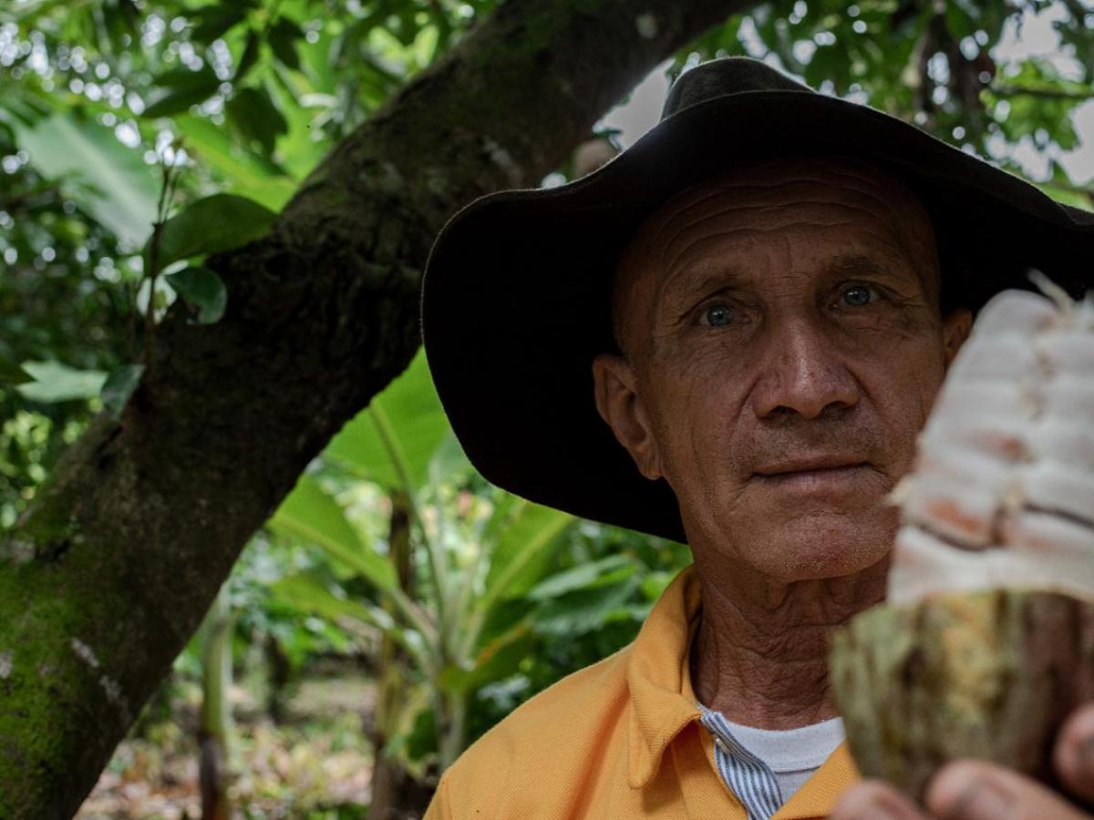 Cacao colombiano: Un referente en el mundo