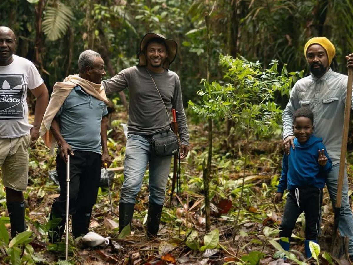 El choibá, árbol del Pacífico 