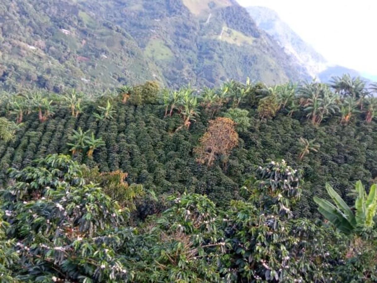 Municipios PDET del Tolima: inversión 