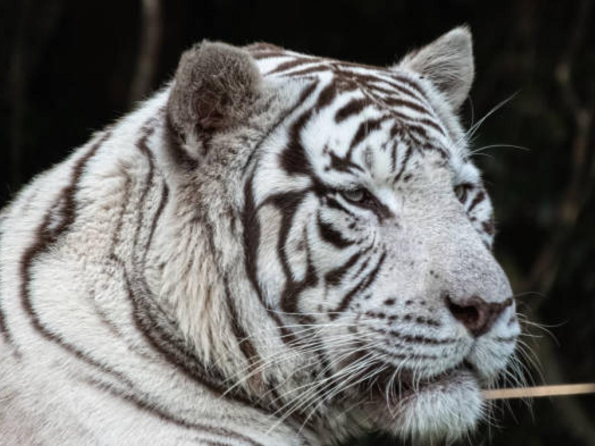 11 felinos fueron rescatados en México