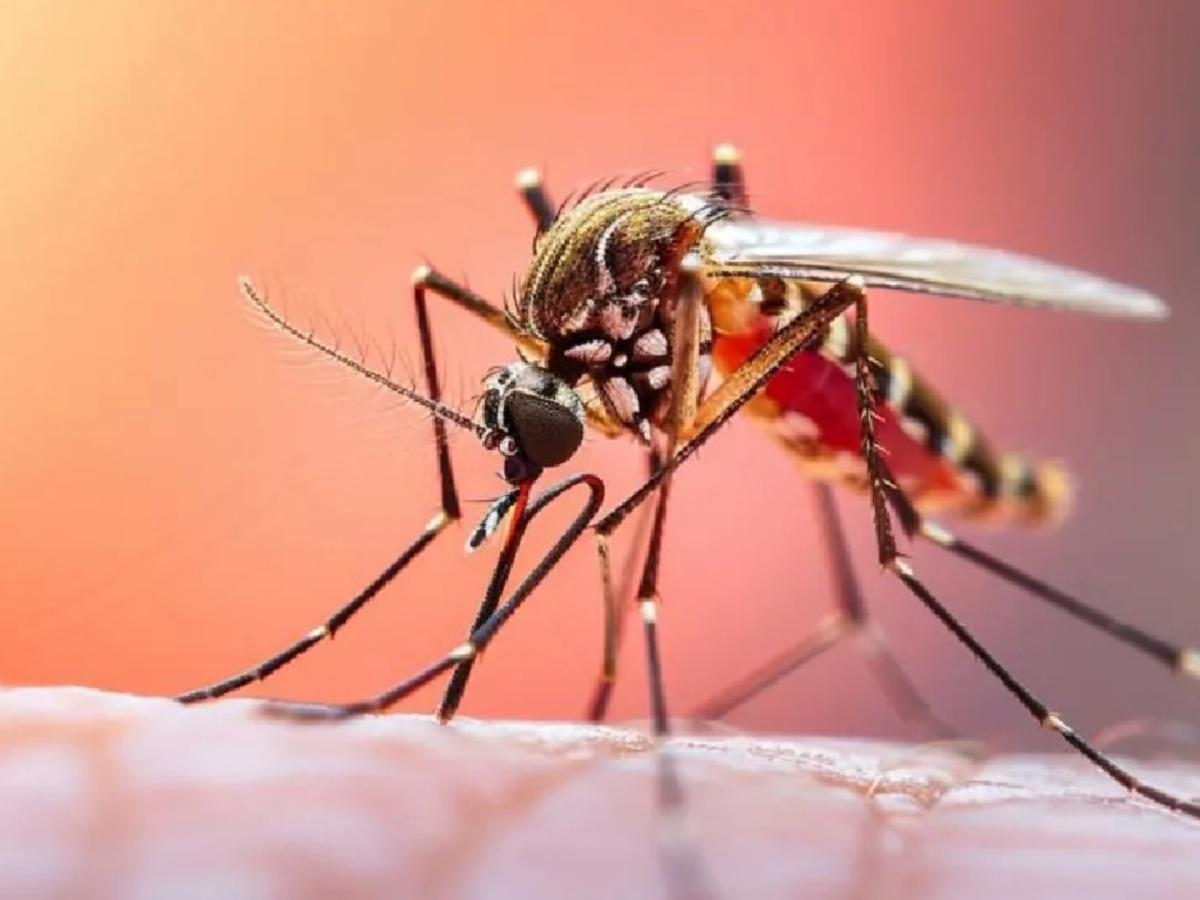 Se mantiene la emergencia sanitaria en Colombia a causa de la fiebre amarilla