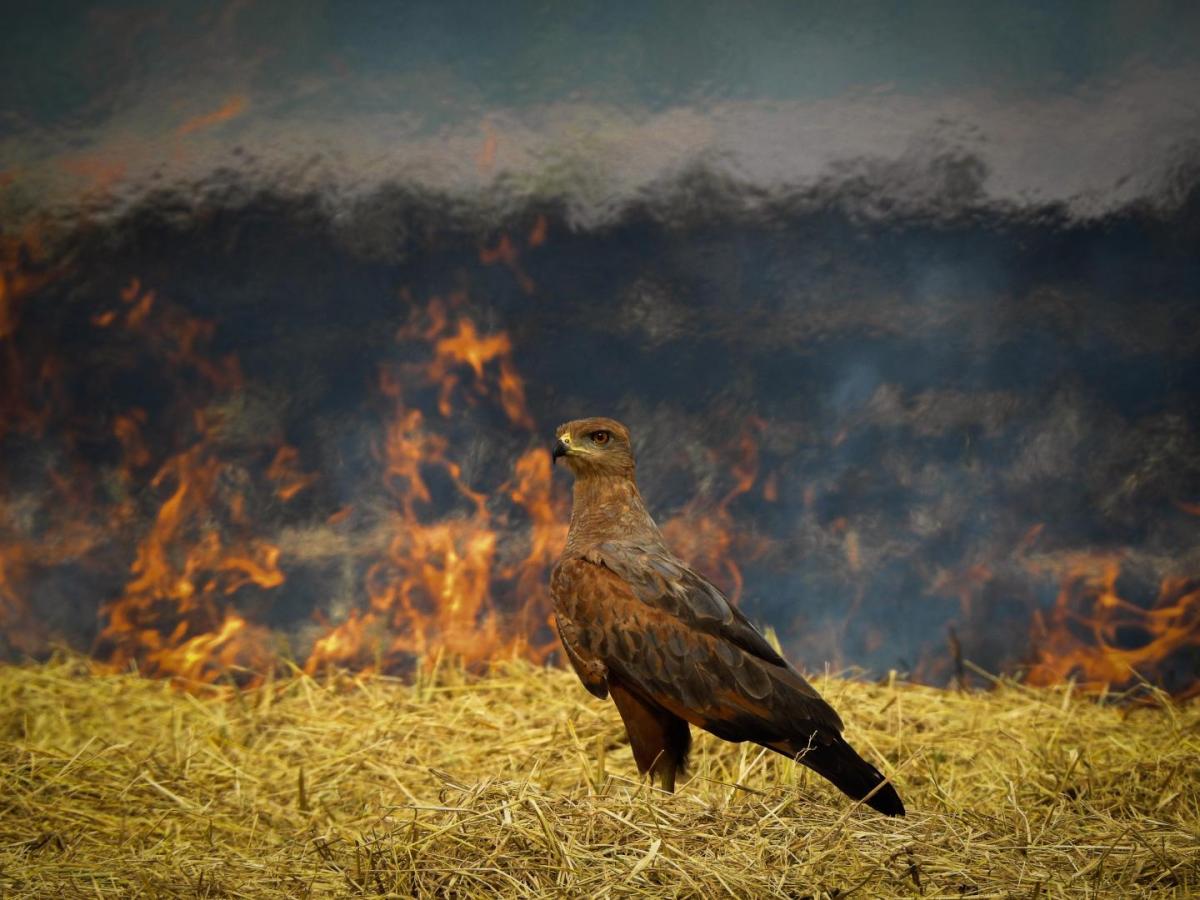 Colombiano gana premio internacional de fotografía de naturaleza por imagen del Catatumbo