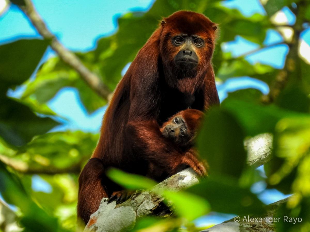 Ecoturismo en Vistahermosa, Meta: planes imperdibles 