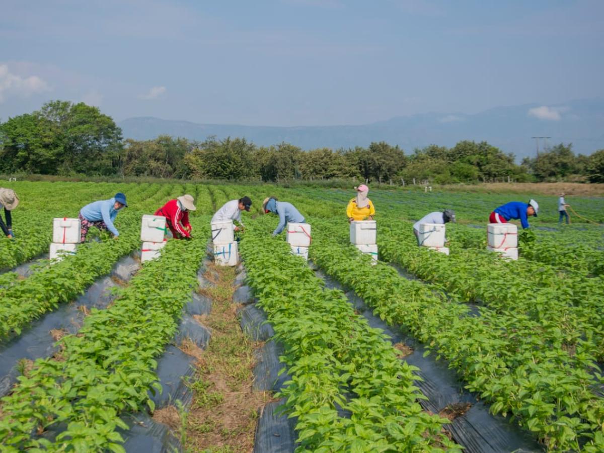 Albahaca cultivo que crece en el desierto La Tatacoa | Huila