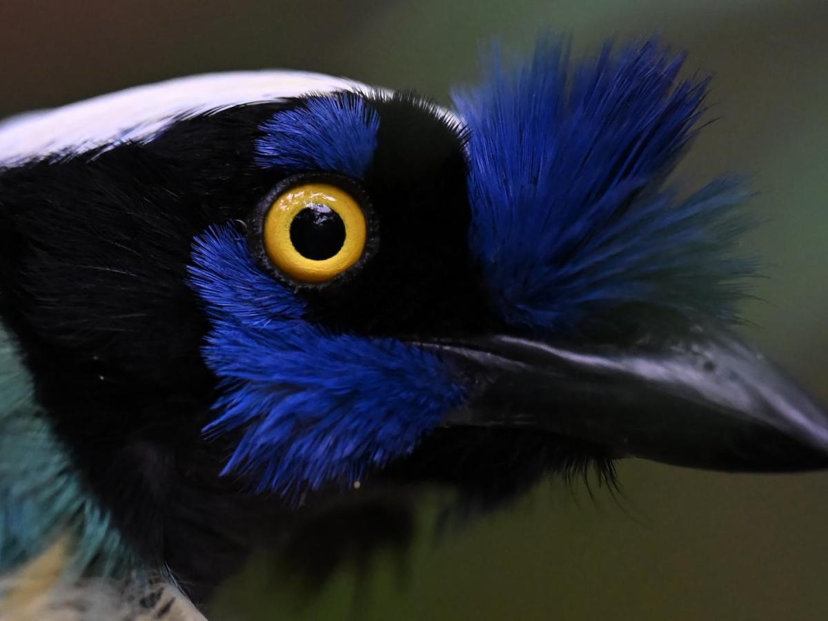 Día Nacional de las Aves: Colombia es el país con mayor diversidad de aves