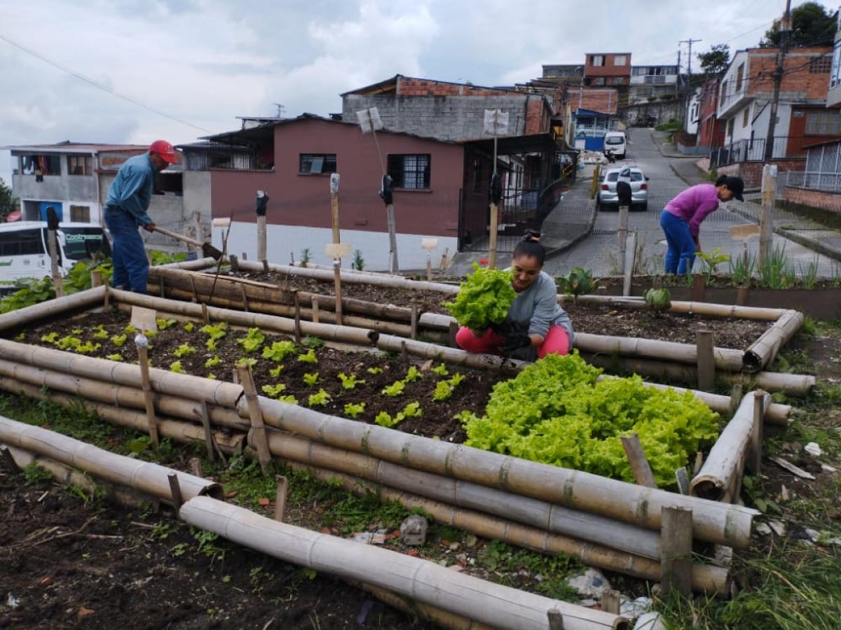 Huertas urbanas en los barrios de Manizales
