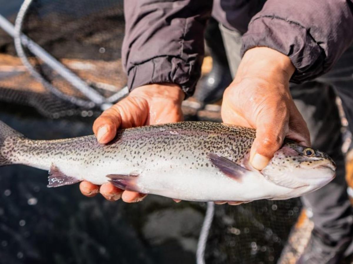 ICA declaró cuarentena sanitaria en laguna La Cocha para proteger la trucha