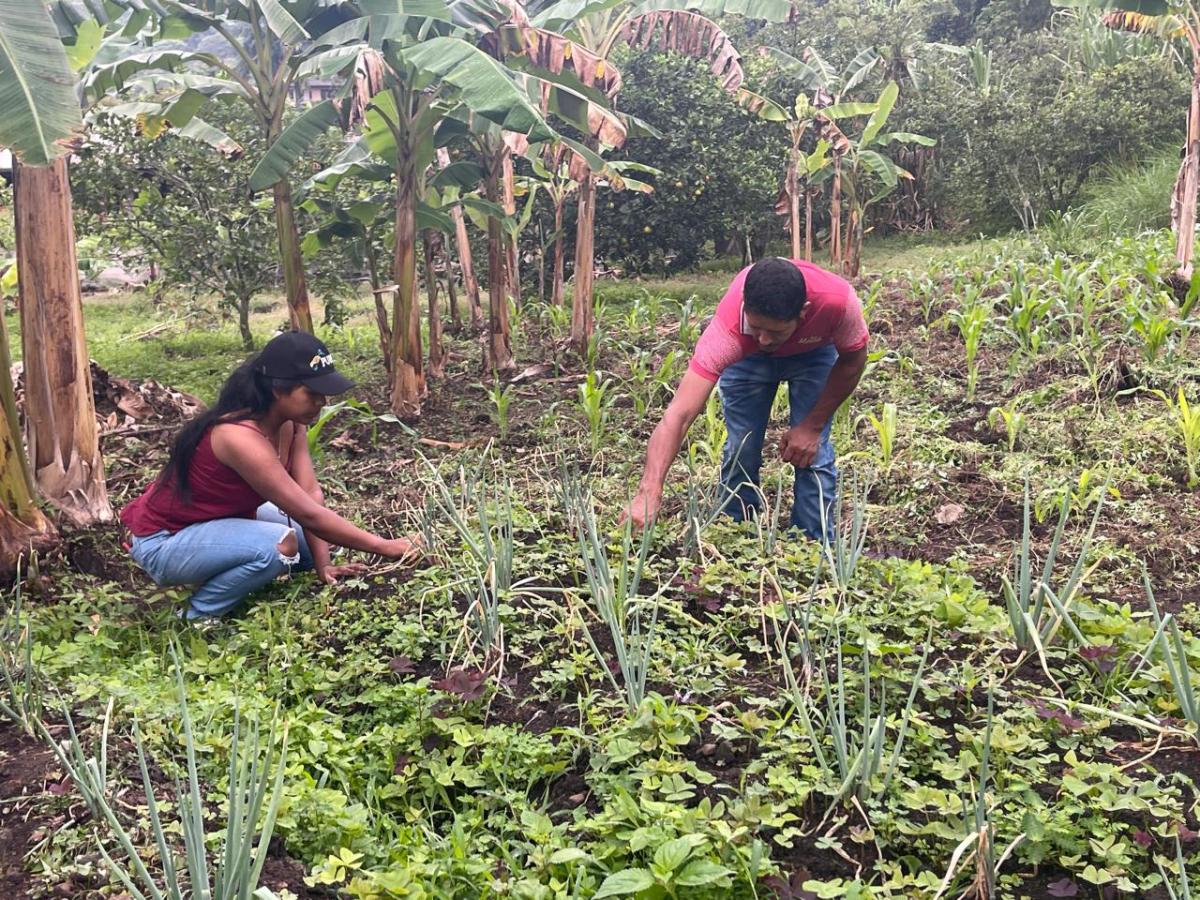 Proyectos productivos de jóvenes en Valle del Cauca