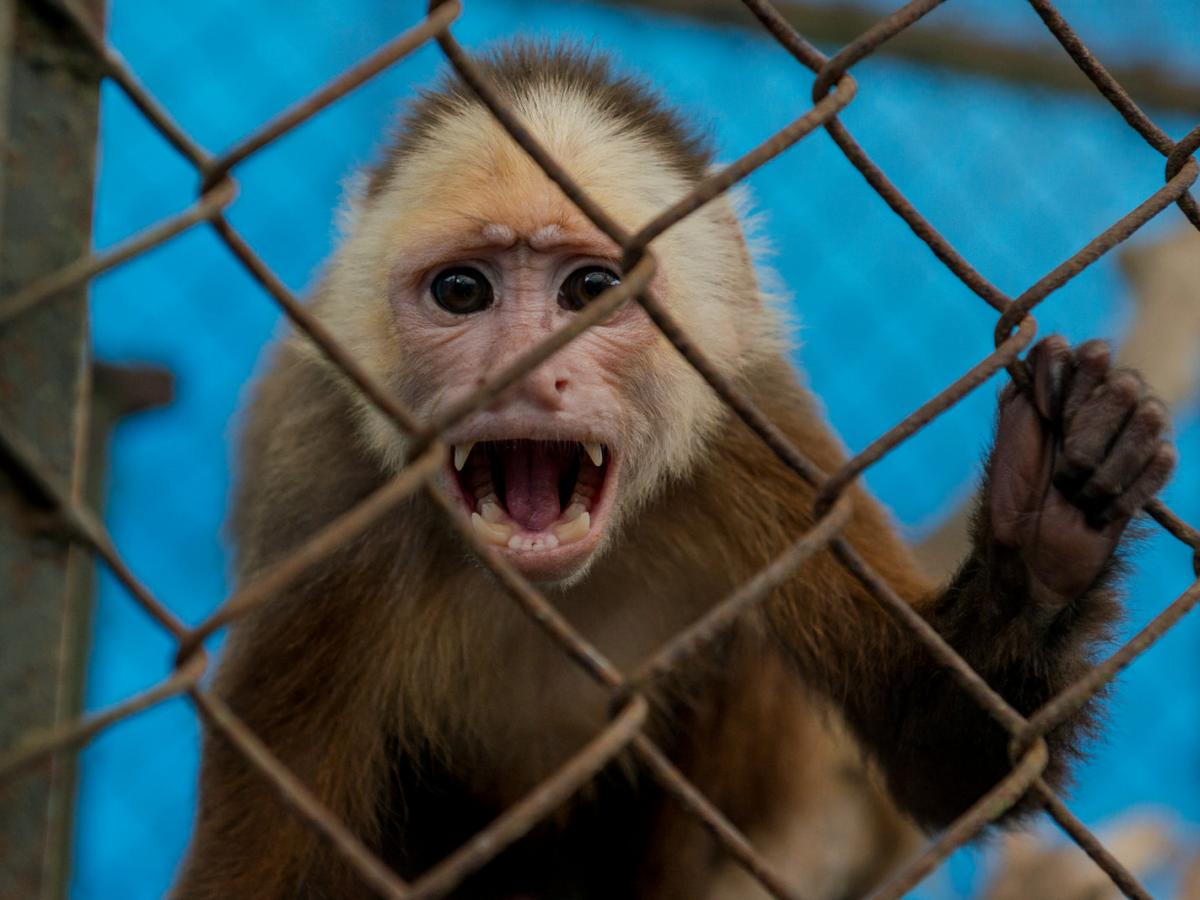 Recuperan mono que era transportado en una bodega en vías de Risaralda 