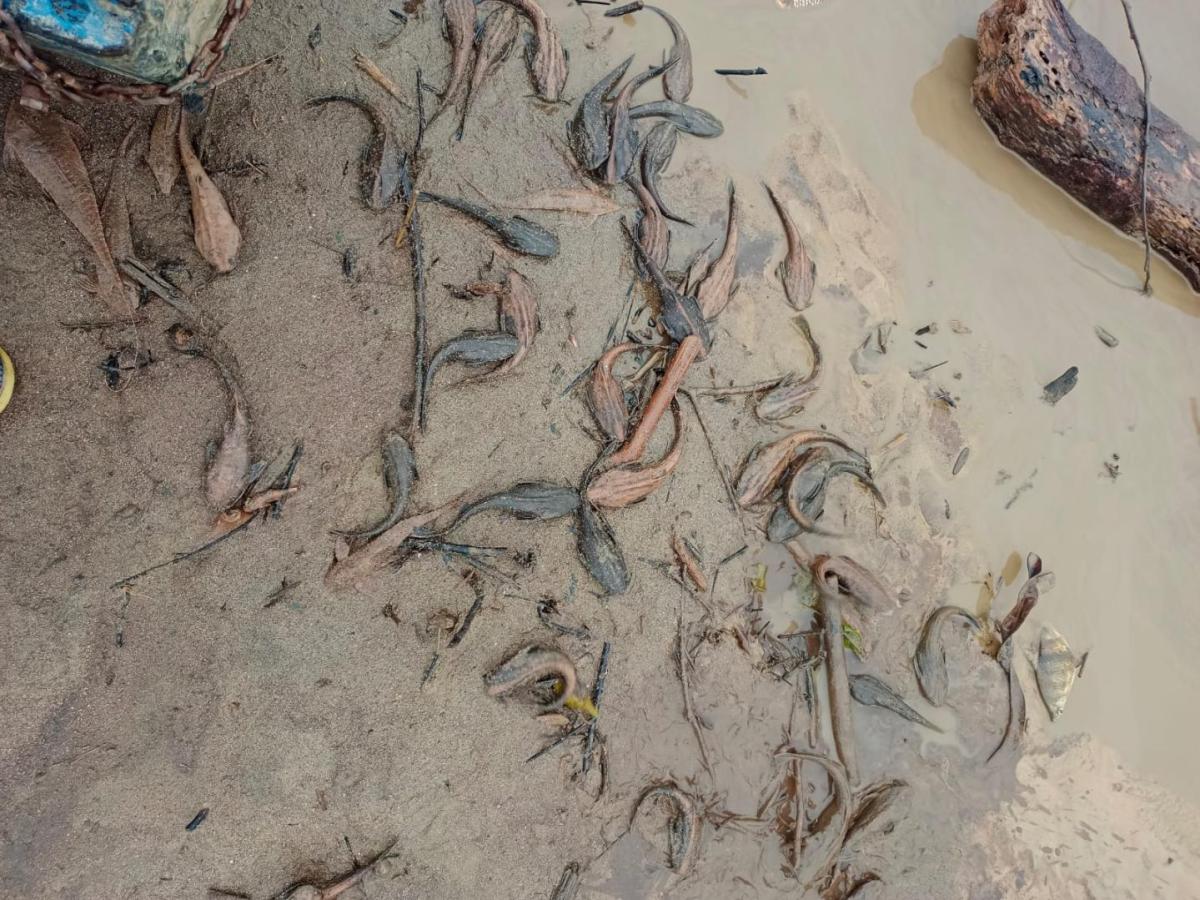 Alerta mortalidad peces río Caguán