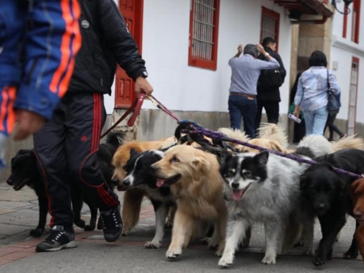 se puede ganar la vida paseando perros