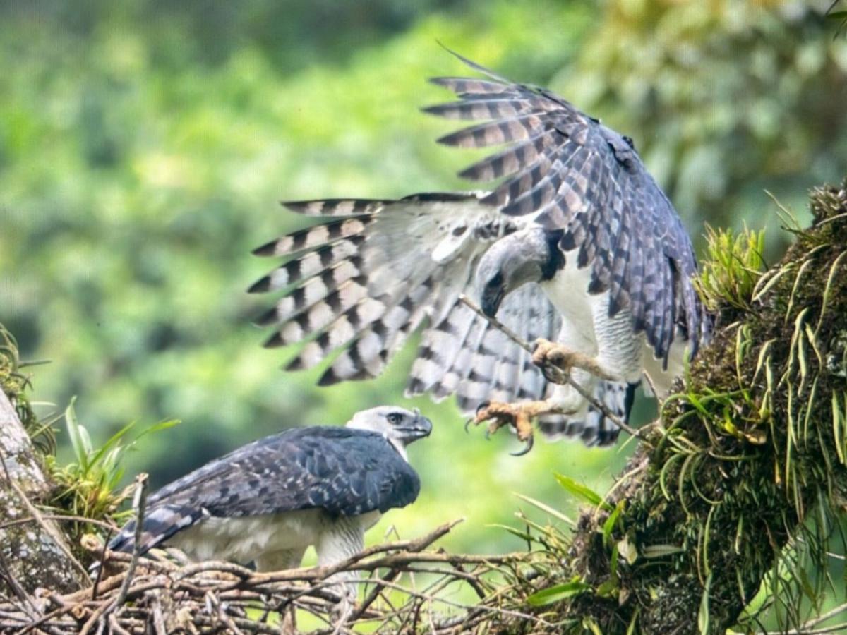 Harpy Natural Reserve protege la biodiversidad en la Sierra de la Macarena
