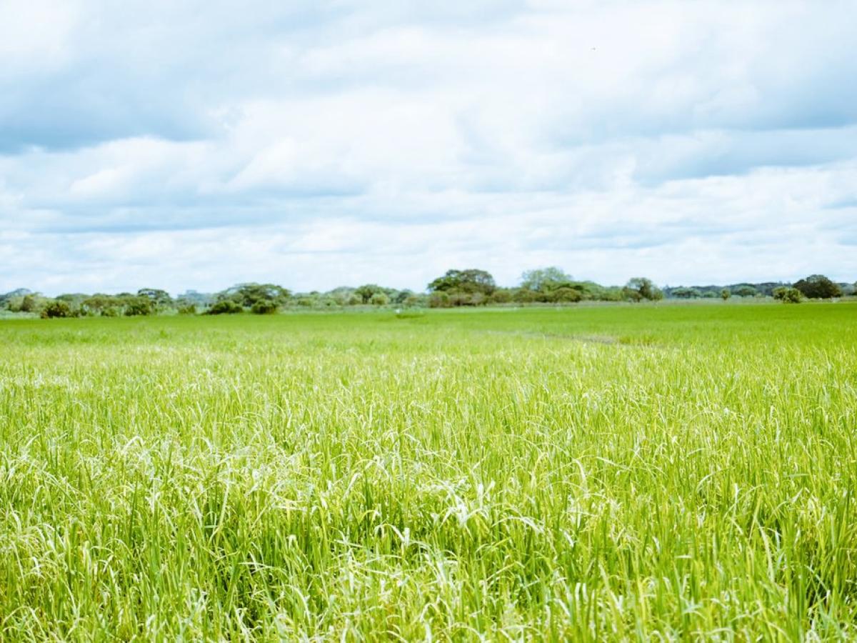 Ministerio de Agricultura presentará proyecto para regular Jurisdicción Agraria en Colombia 