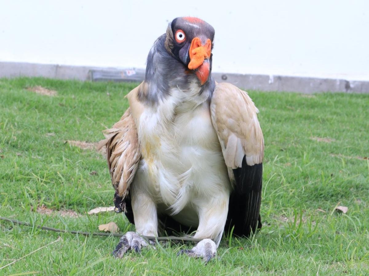 Muerte de rey gallinazo en Santander