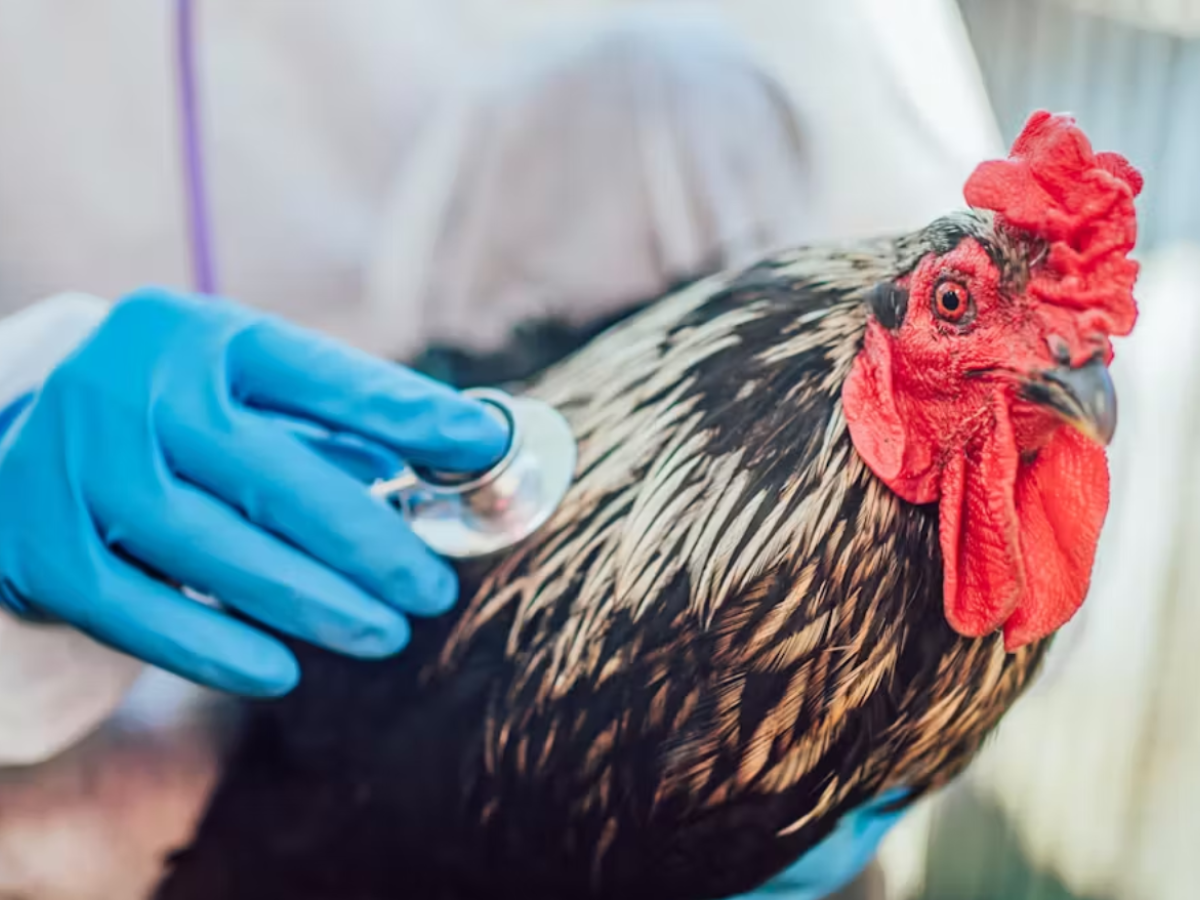 ¿Será la gripe aviar H5N1 la próxima pandemia humana?