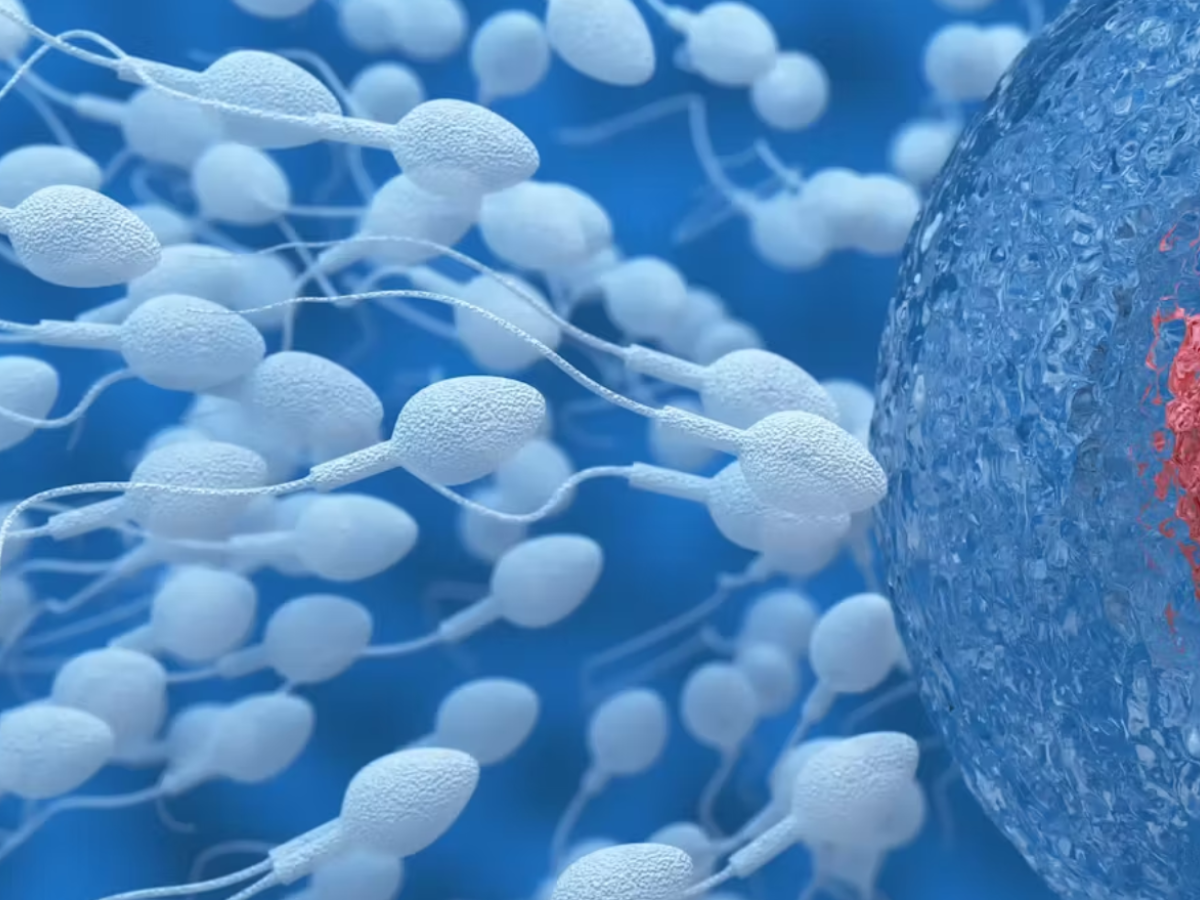 ¿Cómo se decide el sexo biológico durante la gestación?