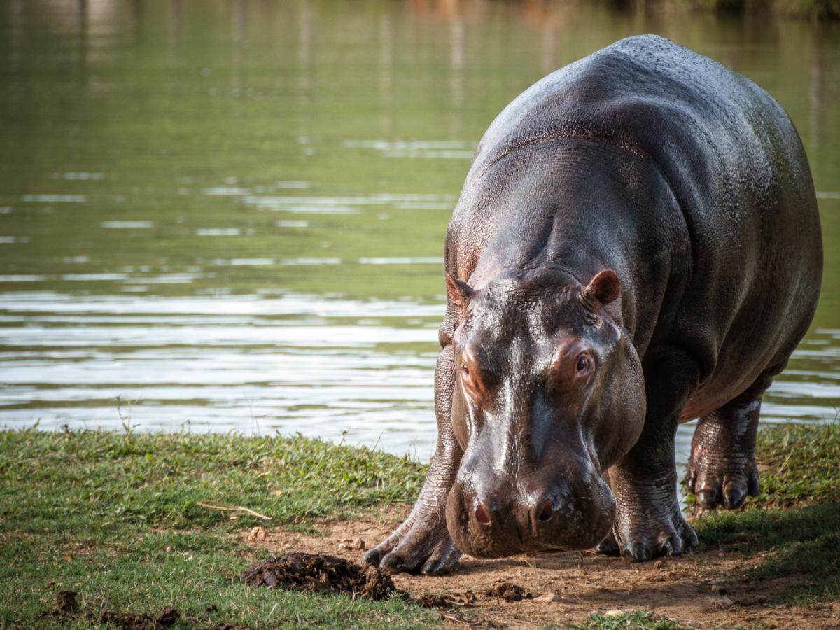 Gobierno Nacional presenta plan para el manejo y control de los hipopótamos en Colombia