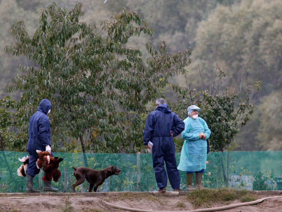 Primer caso de gripe aviar en Estados Unidos 