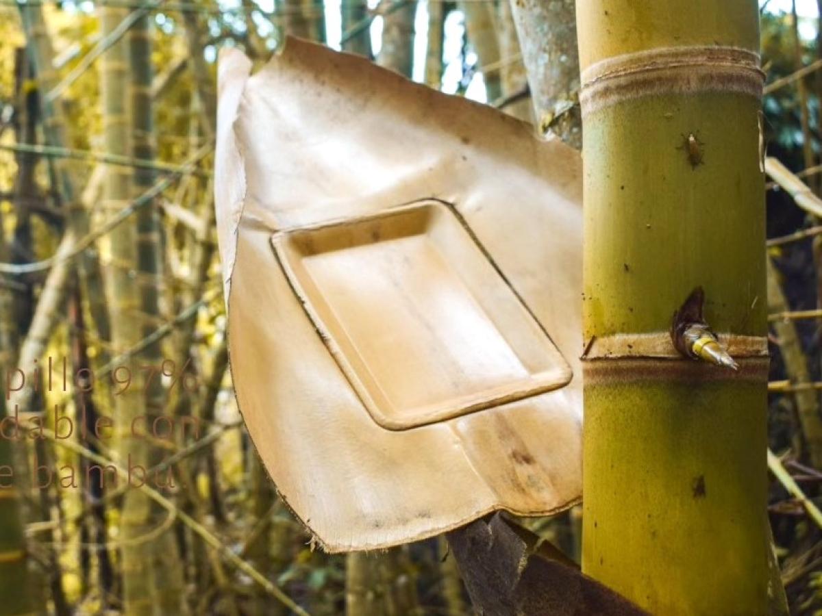 Productos elaborados a partir de guadua: una real alternativa ambiental al plástico