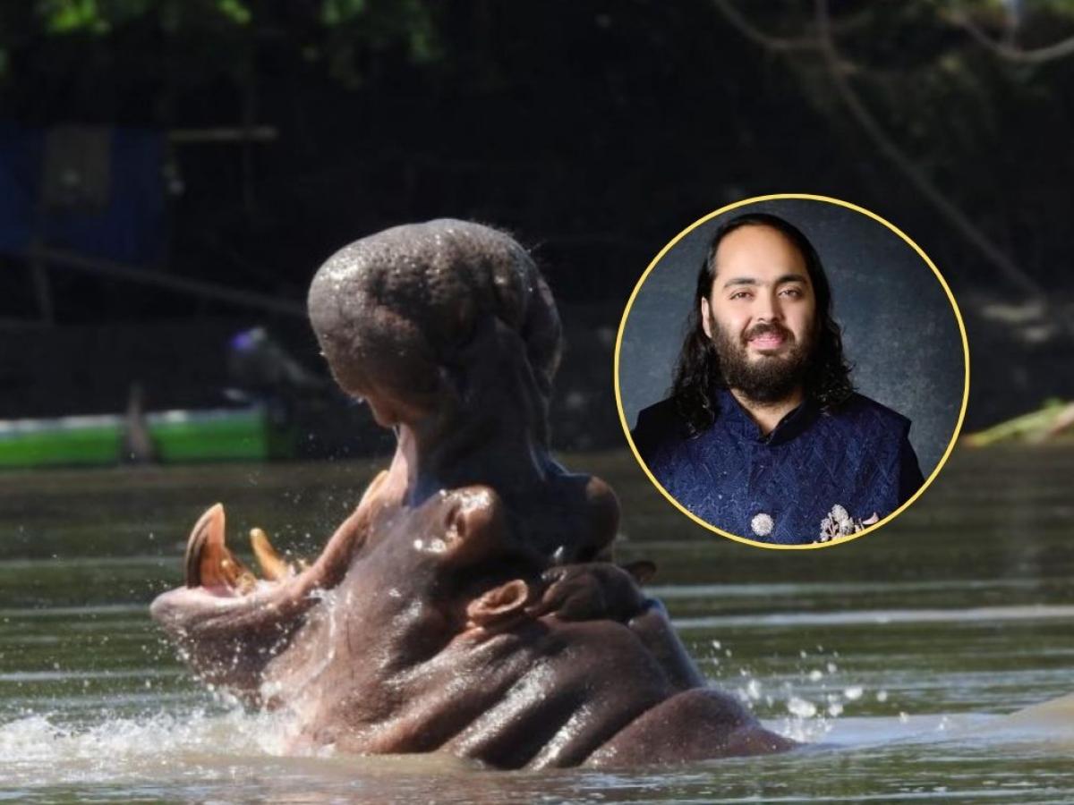 Hipopótamos en Colombia millonario indio Anant Ambani propone trasladar 80 ejemplares para evitar eutanasia