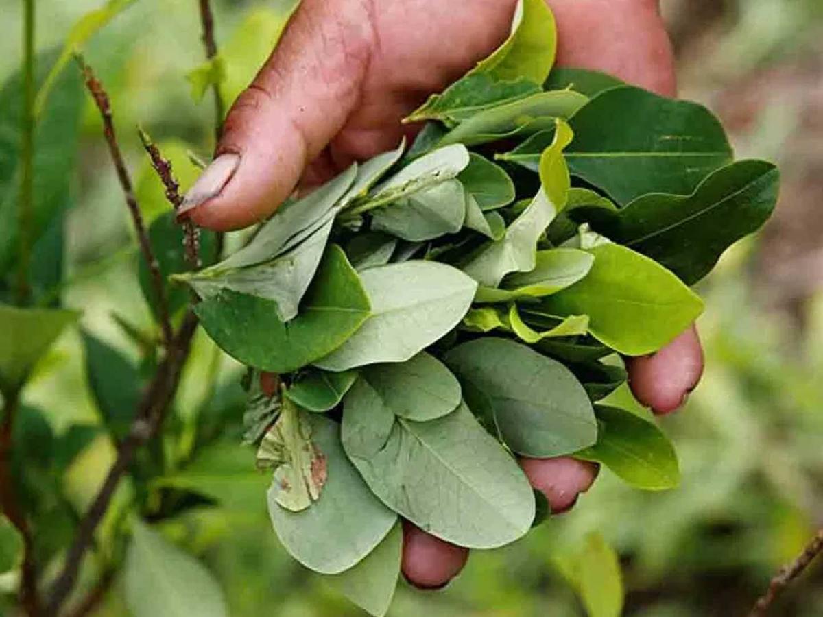Cumbre de cocaleros de Petro |  sustitución voluntaria en el Catatumbo