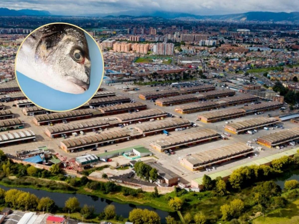 Alta demanda y precios estables pescado 