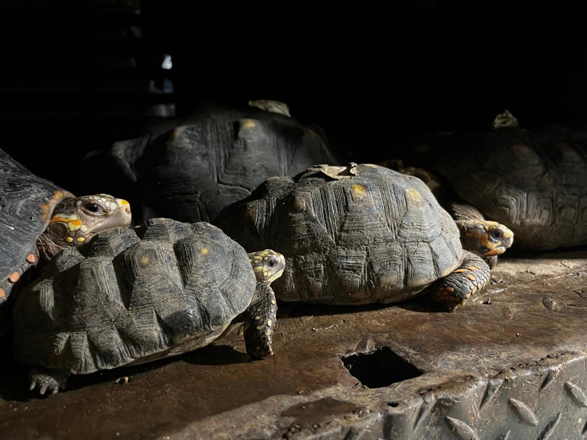 Tortugas liberadas en Santander