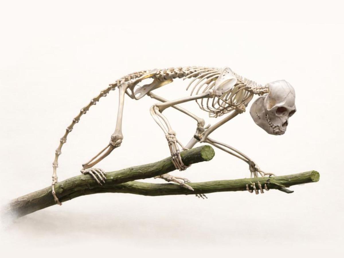 Investigación revela primate del Mioceno que habitó la Tatacoa