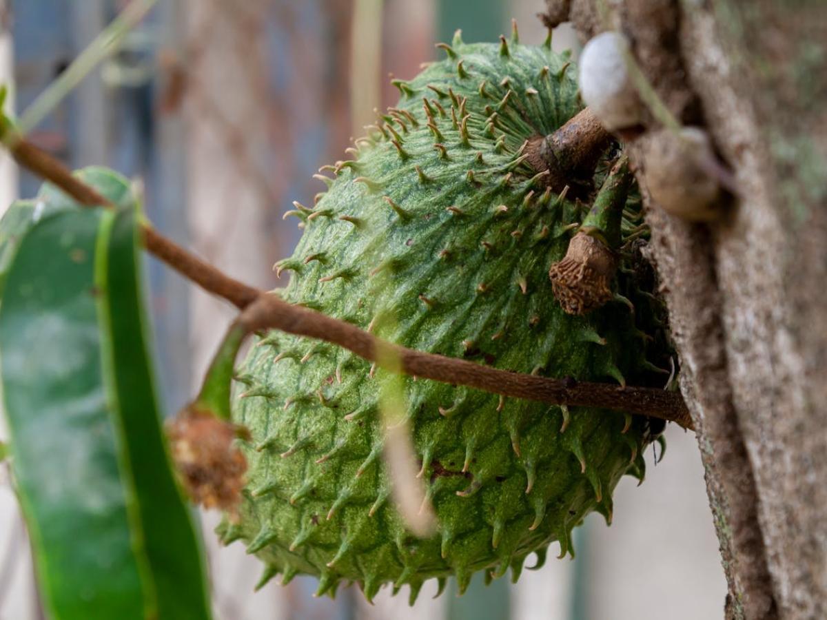 Acuerdo agrícola entre Tolima y Cundinamarca