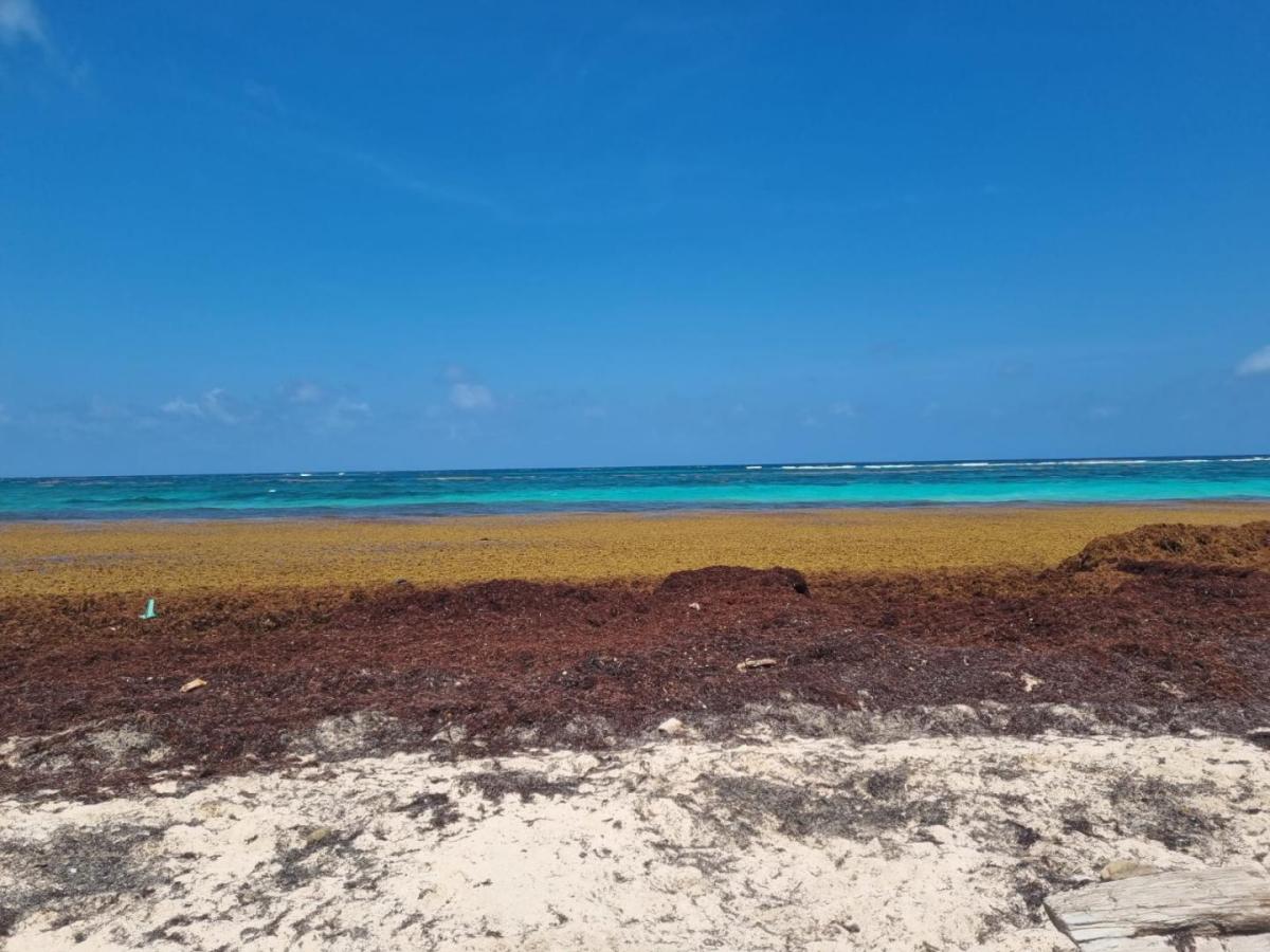 SAN ANDRES BUSCA TRANSFORMAR EL SARGAZO