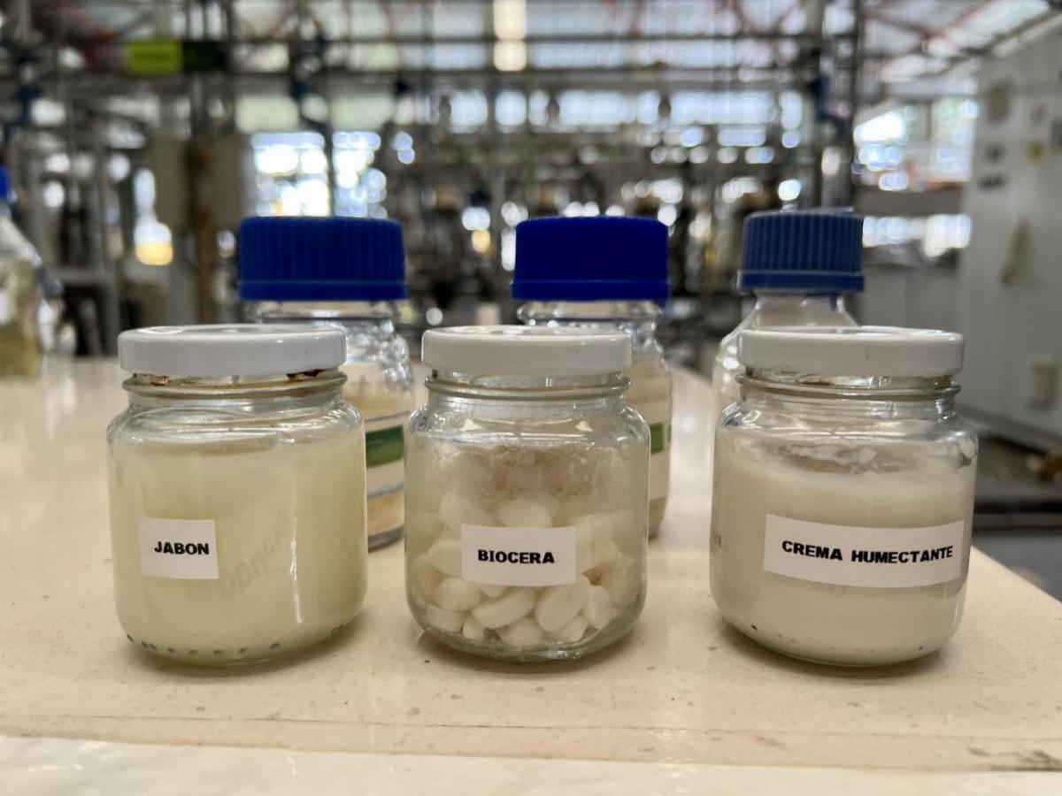 Nuevos productos cosméticos hechos con palma de cera